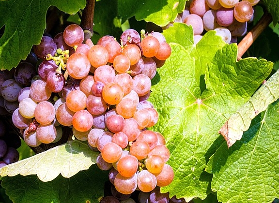 gewurztraminergrapes rolfkranz wikiediacommons 01